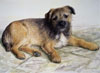 border terrier