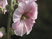 Pink Hollyhock