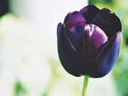 Purple Tulip