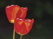 Red Tulips