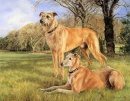 Two Lurchers