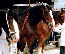 washing and dressing the horses takes 1.5 hours!