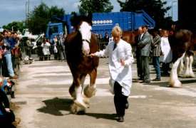 Young Handler's Class