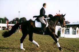 Carl Hester on Legal Democrat