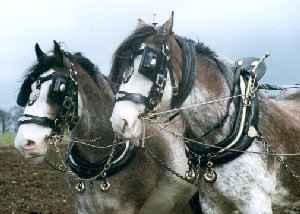 Clydesdales