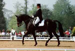 Dressage Horse and Rider