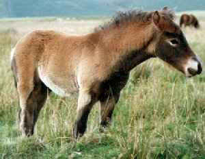 Exmoor Pony foal - on the Moor