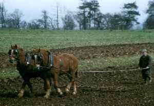 Two Suffolks at work