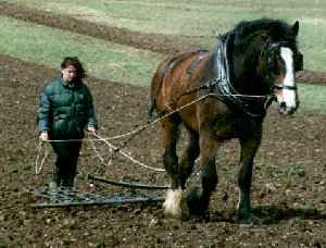 Tasmanian Draught Horse